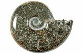 Polished Agatized Ammonite (Phylloceras?) Fossil - Madagascar #236624-1
